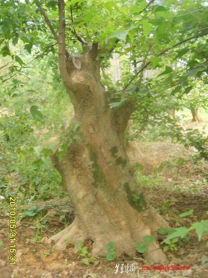 2010_05310030.JPG