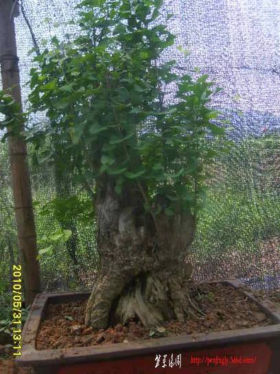 2010_05310007.JPG