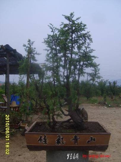 2010_06010006.JPG