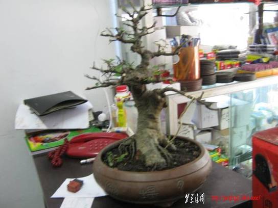 IMG_2947.JPG