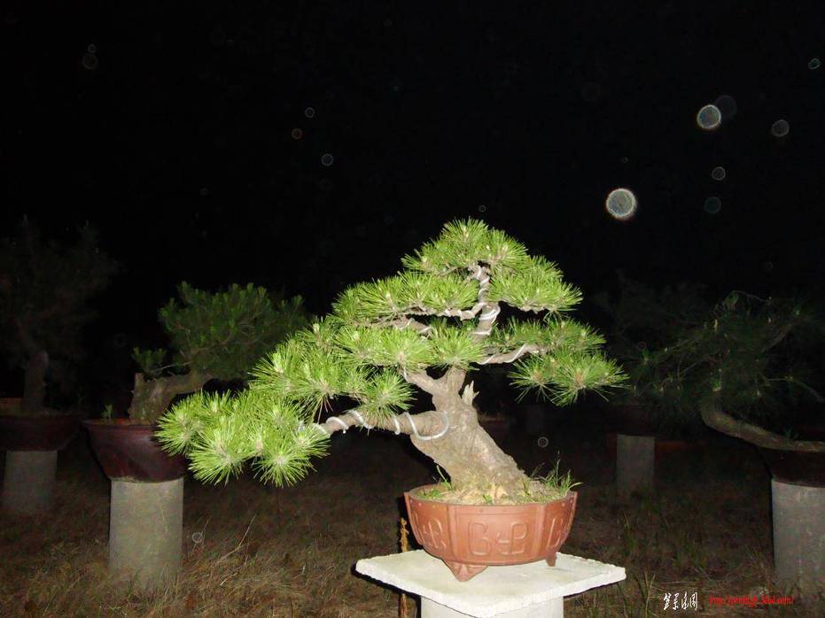 DSC01514.JPG