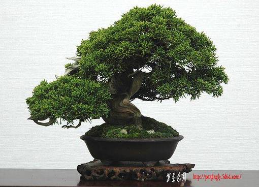 0610negoro04.jpg