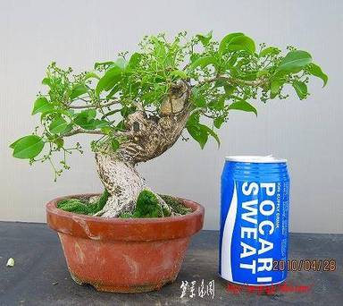bonsai2002center-img452x402-1273770478fub02f18701.jpg