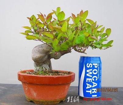 bonsai2002center-img474x406-12736822058dt1az96441.jpg