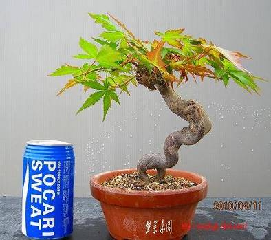 bonsai2002center-img463x410-1271719981xpsdrw10762.jpg