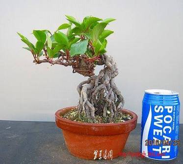 bonsai2002center-img439x394-1273768963vcak2z45278.jpg