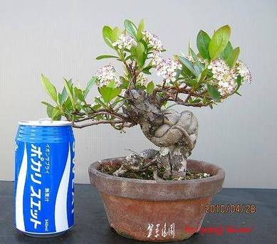 bonsai2002center-img458x403-12737697418fzk3v90466.jpg
