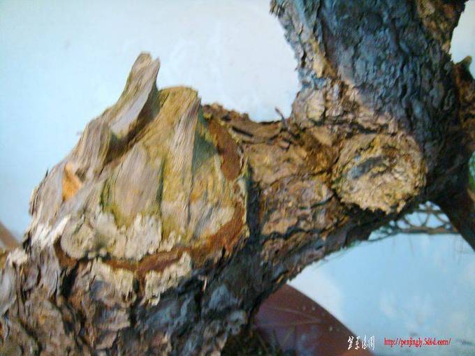 DSC05295.JPG