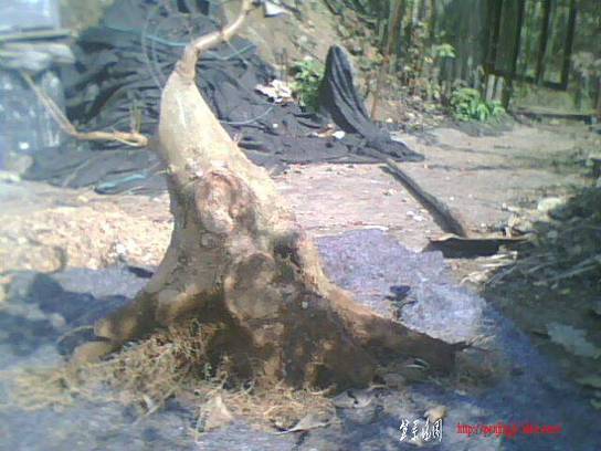 IMG0630A.jpg