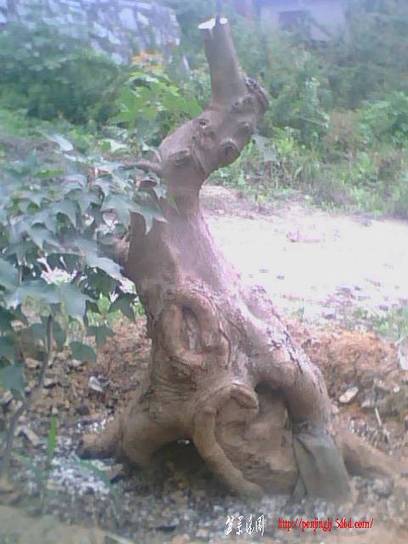 IMG0861A.jpg