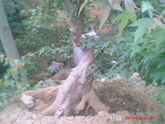 IMG0852A.jpg