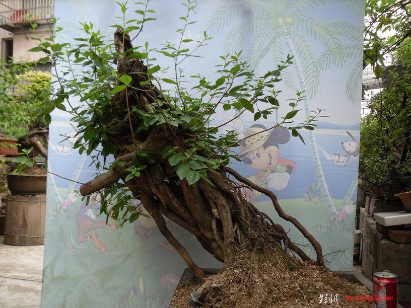 SDC11452.JPG