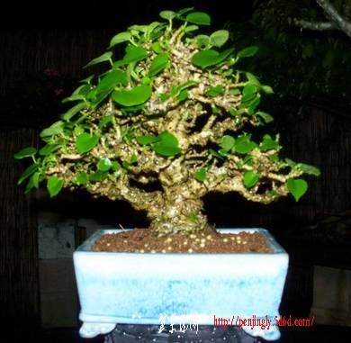 101_6217_resize.jpg