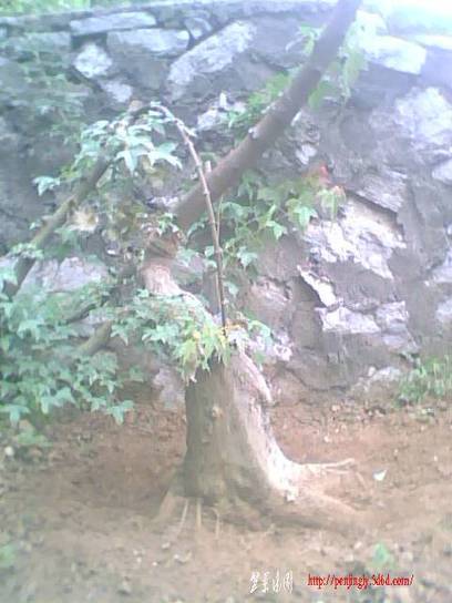 IMG0869A.jpg