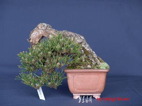 DSC018672.jpg