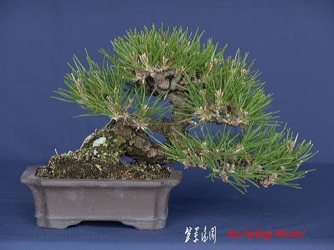 DSC022052.jpg