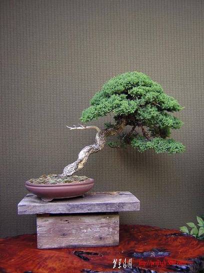 06 - Japanese Garden Juniper.jpg