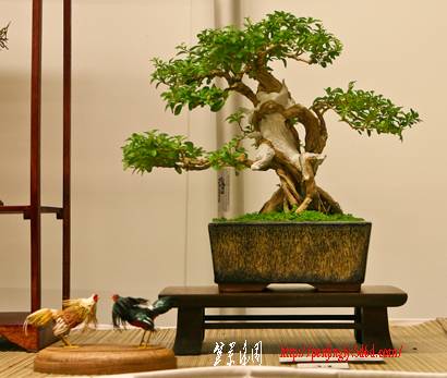 20090710-IMG_8690_410.jpg