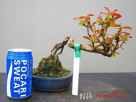 bonsai2002center-img519x389-1272484517t1dz9x70531.jpg