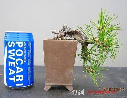 bonsai2002center-img497x384-1273660050yhlvop74308.jpg