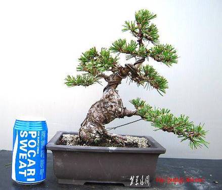 bonsai2002center-img517x443-1274582790rwgtko18645.jpg