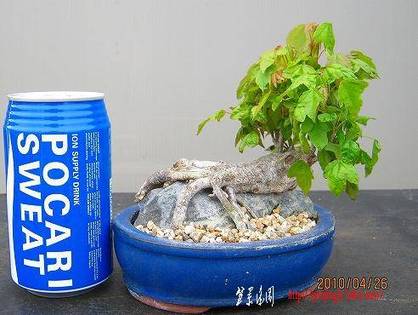 bonsai2002center-img492x370-1273621395kbcduv77490.jpg