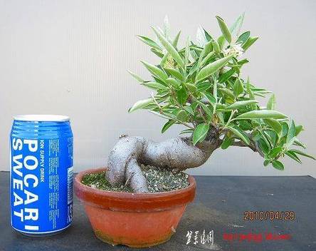 bonsai2002center-img522x414-1273769844wylsb56482.jpg
