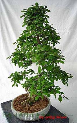 g59045f.jpg