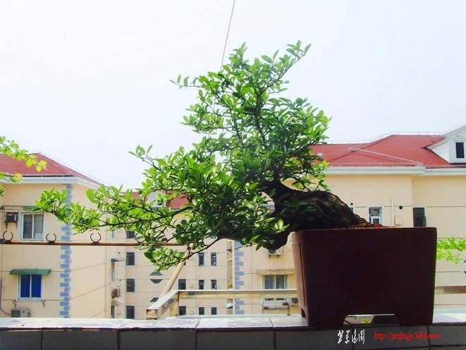 SNV38538.JPG
