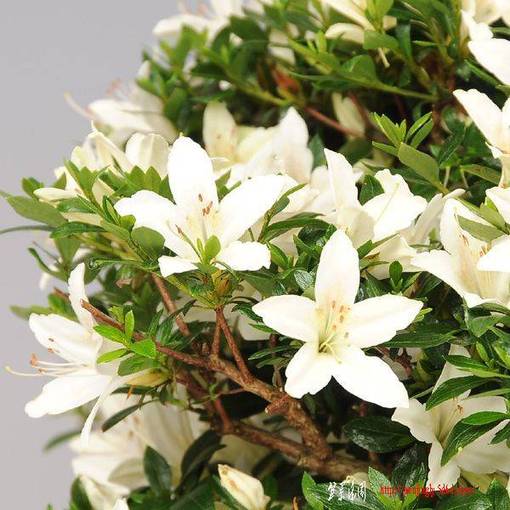 y-bonsai_y1990_2.jpg