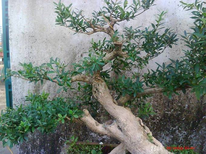 IMG1892A.jpg