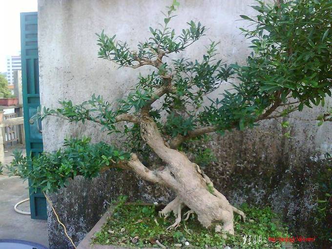 IMG1891A.jpg