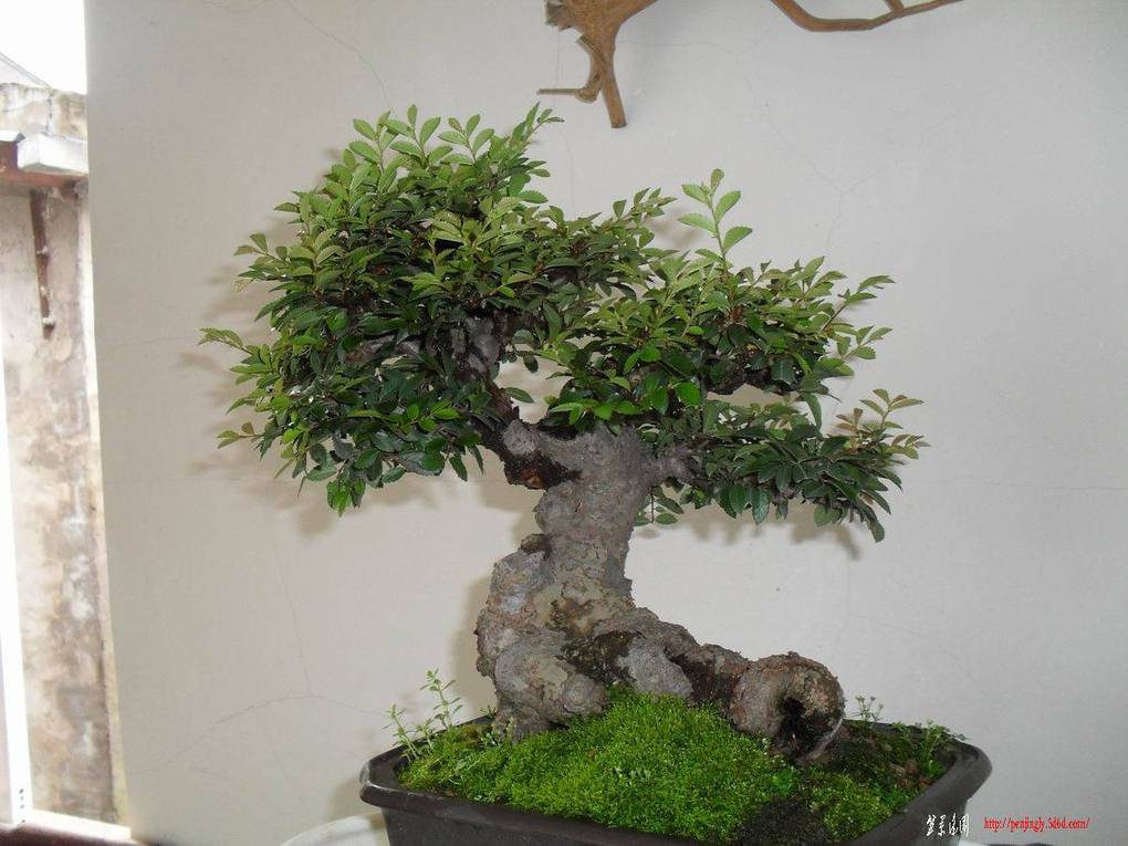 С SDC10720.jpg3.jpg