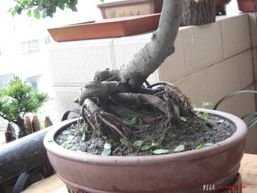 ܸ201005 031.JPG
