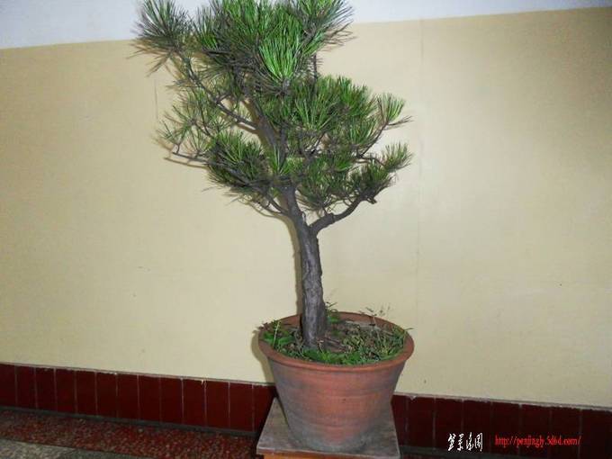 SDC12364.jpg