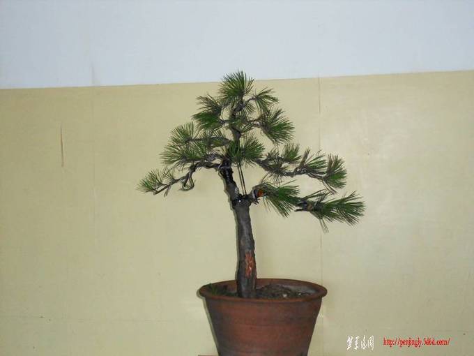 SDC12377.jpg