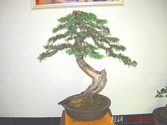 DSCN7271.JPG