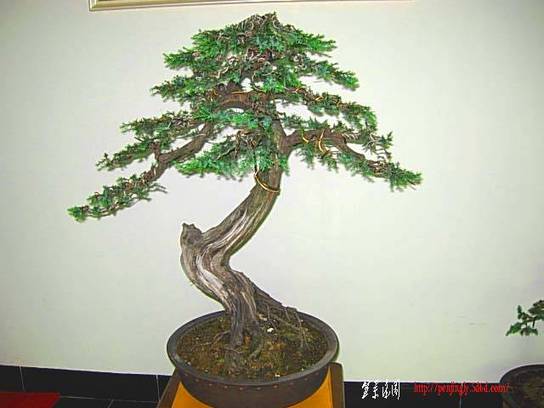 DSCN7275.JPG