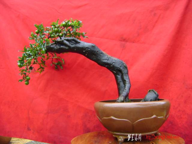 DSC09372.JPG