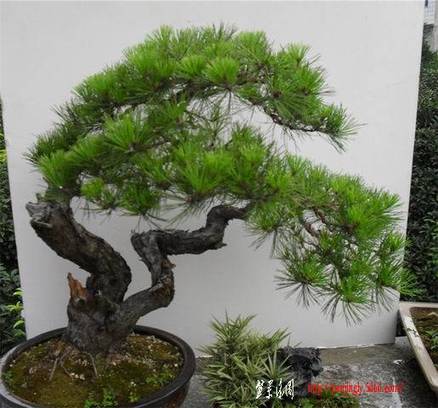 ������С SDC107292.jpg