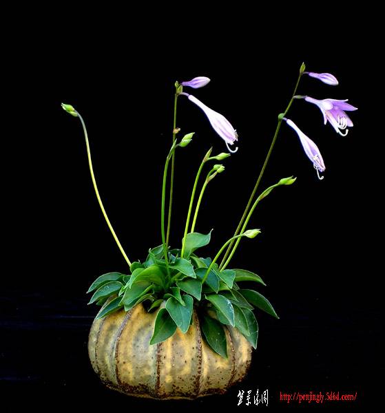 Minihosta_22.jpg