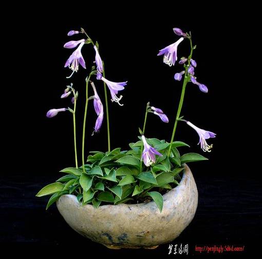 Minihosta_23.jpg