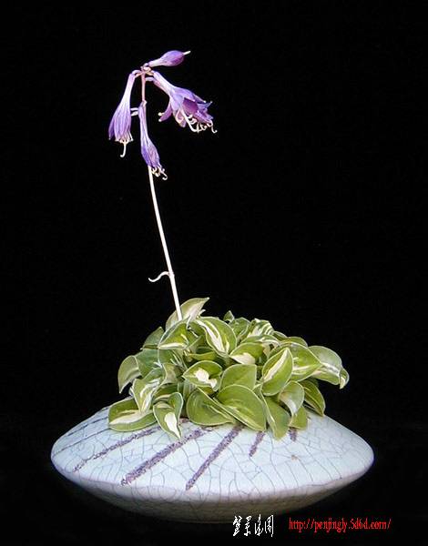 Minihosta_21.jpg