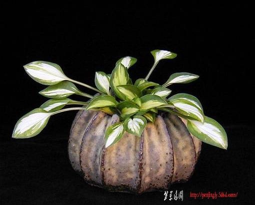 Minihosta_06.jpg