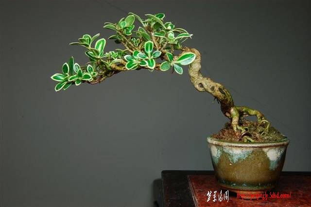 F23_20080402094829301.jpg