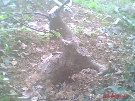 IMG0901A.jpg