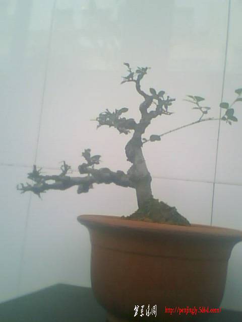 IMG0910A.jpg