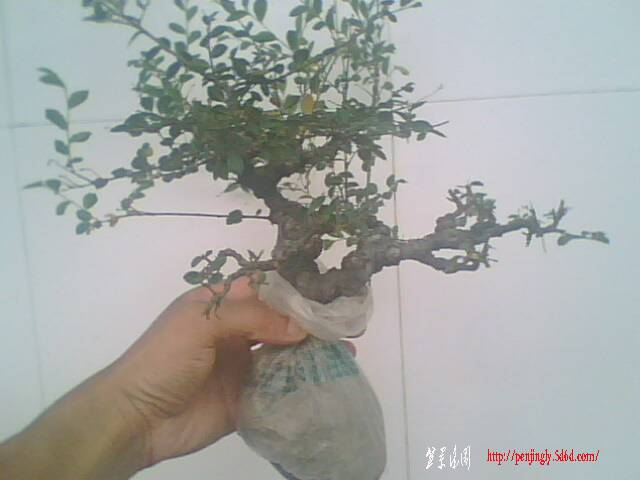 IMG0906A.jpg