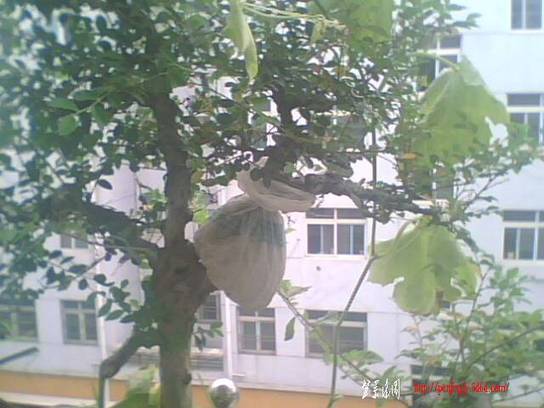 IMG0905A.jpg