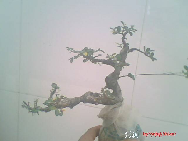 IMG0907A.jpg